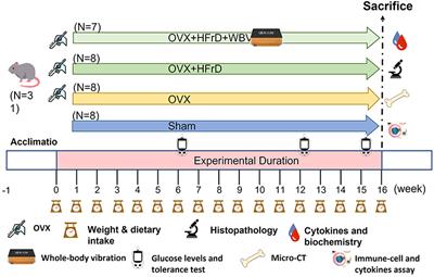 The Effects of Whole-Body Vibration Exercise Combined With an Isocaloric High-Fructose Diet on Osteoporosis and Immunomodulation in Ovariectomized Mice